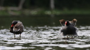 Grønbenet Rørhøne / Common Gallinule -- På kaffefarmen og tågeskovs-reservatet Selva Negra i Nicaragua har man anlagt flere kunstige søer, hvor en bestand af <b>Grønbenet Rørhøne</b>/<b>Common Gallinule</b> har indfundet sig.