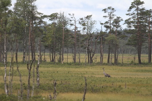 Trane -- <b>Trane</b> i Store Mosse Nationalpark, Småland, Sverige.