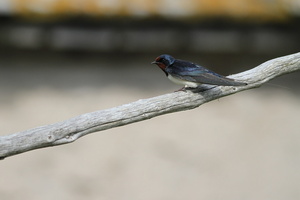 Landsvale -- <b>Landsvale</b> fra frilandsmuseet Kovik ved strandengen på det vestlige Gotland, Sverige.