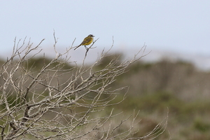 Gul Vipstjert -- <b>Gul Vipsjert</b> raster i ved en kystlagune (reservatet Parque Natural Mar De Alboran) nær Almerimar, Andalucia.