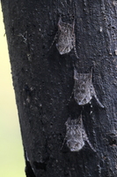 Proboscis Bat (Rhynchonycteris naso) -- Fra <a href="http://perujungle.com/">Tahuayo Lodge</a> nær Iquitos.
