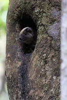 Yellow-crowned Brush-tailed Rat (Isothrix bistriata) -- En smuk stor trælevende "rotte", som findes i Amazonas' regnskov, specielt i den tidvist oversvømmede skov (<i>Várzea</i>). Ses nogle gange ved indgangen til deres huler i naturlige hulheder i træer tæt på floder. Denne er fra Río Tahuayo nær <a href="http://perujungle.com/">Tahuayo Lodge</a>.