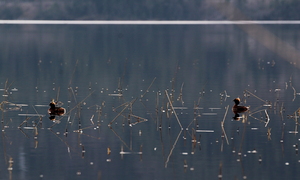 Nordisk Lappedykker -- Et par <b>Nordisk Lappedykker</b> på Leksdalsvatnet.