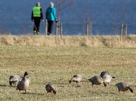Kortnæbbede Gæs -- <a>Kortnæbbede Gæs</a> på Sundnes, Inderøy.