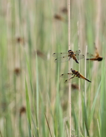 Fireplettet Libel (Libellula quadrimaculata) i mængder -- I månedsskiftet maj/juni klækker i Vejlerne store mængder <b>Fireplettet Libel</b>, som omtalt <a href="http://ornit.dk/vejlerblog/den-nye-generation/">i dette indlæg på vejlerornitten.dk</a>. Disse er fra Krapdiget mellem Selbjerg Vejle og Glombak, hvor mere end 750 individer kunne tælles denne dag.