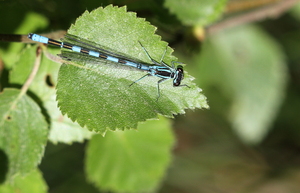 Spydvandnymfe (Coenagrion hastulatum) -- <b>Spydvandnymfe</b> han, Tovsig Sø i Østerild Klitplantage. Arten er ikke almindelig i Thy og Hanherred, men i denne kunstige skovsø er der tilsyneladende en god bestand.