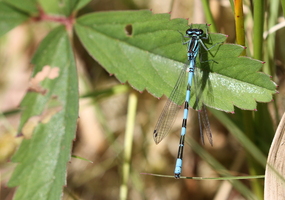 Spydvandnymfe (Coenagrion hastulatum) -- <b>Spydvandnymfe</b> han, Tovsig Sø i Østerild Klitplantage. Arten er ikke almindelig i Thy og Hanherred, men i denne kunstige skovsø er der tilsyneladende en god bestand.