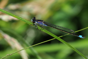 Stor Farvevandnymfe (Ischnura elegans) -- <b>Stor Farvevandnymfe</b> fra Selbjergdiget, Bygholm Vejle.