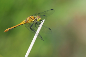 Blodrød Hedelibel (Sympetrum sanguineum) -- <b>Blodrød Hedelibel</b> fotograferet i en tilgroet eng i Tømmerby.