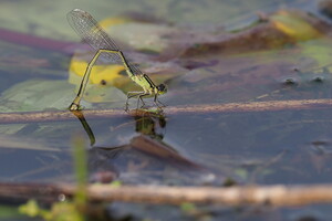 Stor Farvevandnymfe (Ischnura elegans) -- Æglæggende <b>Stor Farvevandnymfe</b> hun fra Ringkanalen om Tømmerby Fjord.