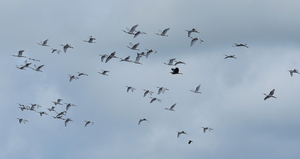 Skestorke -- <b>Skestorke</b> (og en <b>Fiskehejre</b>) over Vestsøen på Bygholmengen.