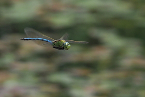 Stor Kejserguldsmed (Anax imperator) -- En <b>Stor Kejserguldsmed</b> han patruljerer over sit territorium, Klastrup Sø ved Østerild Klitplantage.