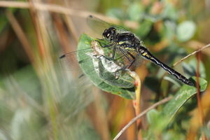 Sort Hedelibel (Sympetrum danae) -- <b>Sort Hedelibel</b> han fra Sandmilen, Skagen.
