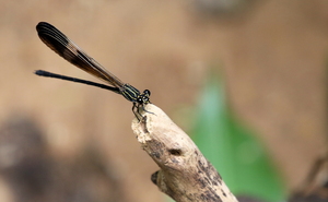 Damselfly - Polythore manua -- From primary rain forest at Los Amigos Biological Station, Río Madre de Díos.