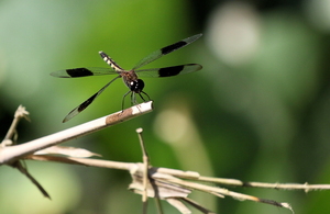 Dragonfly - Erythrodiplax umbrata -- From just outside Puerto Maldonado, Río Madre de Díos.