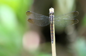 Dragonfly - Dasythemis sp.? -- From primary rain forest at Los Amigos Biological Station, Río Madre de Díos.