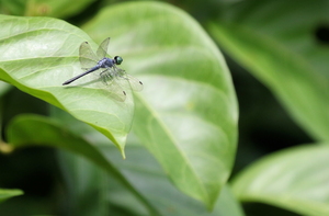Dragonfly - Oligoclada sp. (laetitia/pachystigma?) -- From small lake in primary rain forest, at Los Amigos Biological Station, Río Madre de Díos.