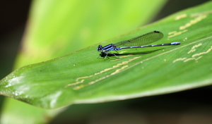 Damselfly - Argia oculata -- From small lake in primary rain forest, at Los Amigos Biological Station, Río Madre de Díos.