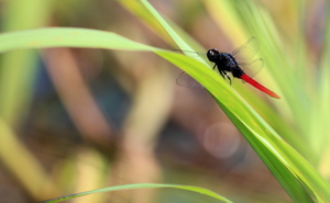 Dragonfly - Erythemis peruviana -- From Tahuayo Lodge near Iquitos.