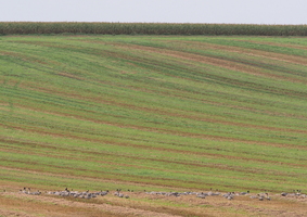 Kortnæbbede Gæs -- <b>Kortnæbbede Gæs</b>, Momtoft ved Sennels.