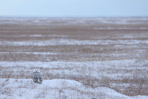 Sneugle -- Under en uges ophold i Barrow, Alaska, i oktober 2019 var <b>Sneugle</b> en allestedsnærværende art, som optrådte med en helt utrolig tæthed - både i byen og på tundraen rundtomkring. Blot ved at køre rundt på de få km samlede vejstrækning omkring byen registrerede vi på en enkelt dag ikke færre end 29 (!) forskellige Sneugler.
