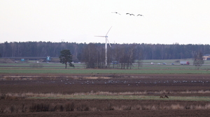 Del af en stor flok Traner -- <b>Trane</b>, <b>Sædgås</b> (Skovsædgås), <b>Rådyr</b> m.m., Vallersta. Del af en flok på over 1100 Traner - overraskende mange så langt nordpå så sent på efteråret.