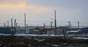 Sneugle -- Under en uges ophold i Barrow, Alaska, i oktober 2019 var <b>Sneugle</b> en allestedsnærværende art, som optrådte med en helt utrolig tæthed - både i byen og på tundraen rundtomkring. Blot ved at køre rundt på de få km samlede vejstrækning omkring byen registrerede vi på en enkelt dag ikke færre end 29 (!) forskellige Sneugler.