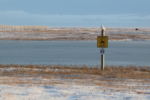 Sneugle -- Under en uges ophold i Barrow, Alaska, i oktober 2019 var <b>Sneugle</b> en allestedsnærværende art, som optrådte med en helt utrolig tæthed - både i byen og på tundraen rundtomkring. Blot ved at køre rundt på de få km samlede vejstrækning omkring byen registrerede vi på en enkelt dag ikke færre end 29 (!) forskellige Sneugler.
Jeg var specielt glad for at se udfarvede hanner for første gang i mit liv!