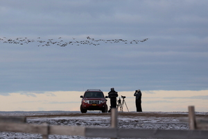 Ederfugletræk over obsposten -- I oktober går der et stort træk af <b>Ederfugl</b> over Point Barrow, Alaska. Fuglene kommer fra havet nord for Canada og trækker mod vest ud til åbent vand. På den uge vi var der talte vi over 16.000 trækkende.
Her går trækket lige hen over vores obspost - så disse fugle var heldige. Andre blev mødt af en "kanonade" af geværild fra de lokale jægere...