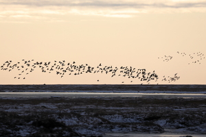 Ederfugl -- I oktober går der et stort træk af <b>Ederfugl</b> over Point Barrow, Alaska. Fuglene kommer fra Beauforthavet nord for Canada og trækker mod vest ud til åbent vand. På den uge vi var der talte vi over 16.000 trækkende.