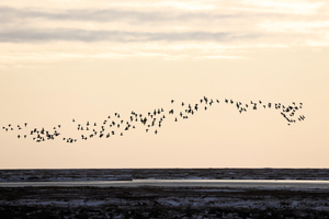 Ederfugl -- I oktober går der et stort træk af <b>Ederfugl</b> over Point Barrow, Alaska. Fuglene kommer fra Beauforthavet nord for Canada og trækker mod vest ud til åbent vand. På den uge vi var der talte vi over 16.000 trækkende.