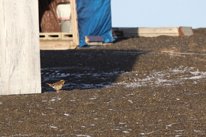 Varied Thrush -- Som fremspringende punkt på kysten "opsamler" Point Barrow mange trækfugle, og blandt trækfuglene er der også chancen for sjældenheder. Dagen forinden havde vi set en ubestemt sanger (en af de gule amerikanske "wood warblers"), og denne dag fandt Henrik en rastende <b>Varied Thrush</b> mellem inuit-jægernes jagthytter. En art, som har hjemsted i de tempererede regnskove langs USA's vestkyst!