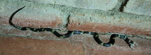 Snake - Leptodeira nigrofasciata -- At seaside resort Playa El Coco, Rivas, Nicaragua. Common English name: Black-banded Cat-eyed Snake, eating a gekko.