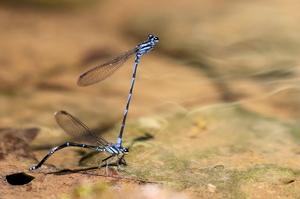 Damselfly - Argia oculata (Oculate Dancer) -- From Bribri Waterfalls, Limón Province, Costa Rica. Male and female ovipositing.
<a href="https://www.inaturalist.org/observations/106767534">iNaturalist record #106767534</a>