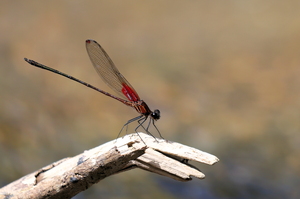 Damselfly - Hetaerina occisa (Racket-tipped Rubyspot) -- At Bribri Waterfalls, Limón Province, Costa Rica. A male.
<a href="https://www.inaturalist.org/observations/106743936">iNaturalist record #106743936</a>