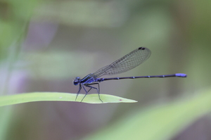 Damselfly - Argia pulla (Purple Dancer) -- At Bribri Waterfalls, Limón Province, Costa Rica. A male.
<a href="https://www.inaturalist.org/observations/106743459">iNaturalist record #106743459</a>