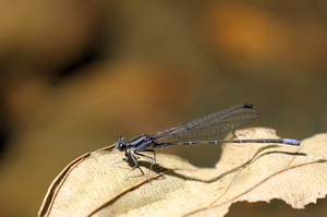 Damselfly - Argia frequentula (Green-eyed Dancer) -- At Bribri Waterfalls, Limón Province, Costa Rica. A male.
<a href="https://www.inaturalist.org/observations/106740648">iNaturalist record #106740648</a>