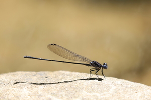 Damselfly - Argia translata (Dusky Dancer) -- At Bribri Waterfalls, Limón Province, Costa Rica. A male.
<a href="https://www.inaturalist.org/observations/106740481">iNaturalist record #106740481</a>