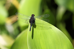Dragonfly - Erythemis attala (Black Pondhawk) -- At Cahuita, Limón Province, Costa Rica. A male.
<a href="https://www.inaturalist.org/observations/106739839">iNaturalist record #106739839</a>