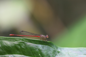 Damselfly - Telebasis levis (Hyacinth Firetail ) -- At Cahuita National Park, Limón Province, Costa Rica. A male.
<a href="https://www.inaturalist.org/observations/106739397">iNaturalist record #106739397</a>.
My records from here of this species are the first ones reported to iNaturalist from the southern Caribbean slope of Costa Rica.