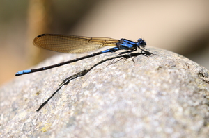Damselfly - Argia terira (Terira Dancer) -- From Río Savegre, San José Province, Costa Rica. A male.
<a href="https://www.inaturalist.org/observations/106637701">iNaturalist record #106637701</a>
