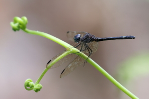 Dragonfly - Dythemis nigra (Blue-eyed Setwing) -- From Esquinas, Puntarenas Province, Costa Rica. A female.
<a href="https://www.inaturalist.org/observations/106636720">iNaturalist record #106636720</a>