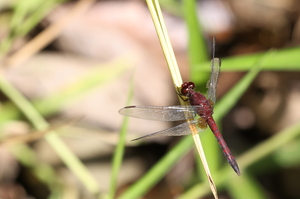 Dragonfly - Erythrodiplax fusca (Red-faced Dragonlet) -- From Río Agujas, Osa Peninsula, Puntarenas province, Costa Rica. A male.
<a href="https://www.inaturalist.org/observations/106635130">iNaturalist record #106635130</a>