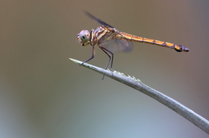 Dragonfly - Cannaphila insularis (Grey-waisted Skimmer) -- From Salamoli Lodge, Osa Peninsula, Puntarenas Province, Costa Rica. A female.
<a href="https://www.inaturalist.org/observations/106633070">iNaturalist record #106633070</a>