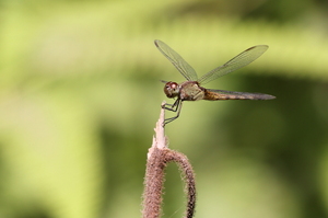 Dragonfly - Erythrodiplax funerea (Black-winged Dragonlet) -- From Osa Peninsula, Puntarenas Province, Costa Rica.
<a href="https://www.inaturalist.org/observations/106632279">iNaturalist record #106632279</a>