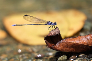 Damselfly - Argia pulla (Purple Dancer) -- From Osa Peninsula, Puntarenas Province, Costa Rica. A male.
<a href="https://www.inaturalist.org/observations/106631237">iNaturalist record #106631237</a>