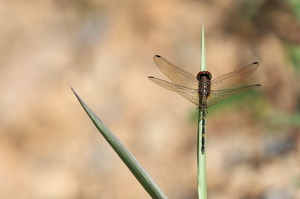 Dragonfly - Dythemis sterilis (Brown Setwing) -- From Osa Peninsula, Puntarenas Province, Costa Rica.
<a href="https://www.inaturalist.org/observations/106629443">iNaturalist record #106629443</a>