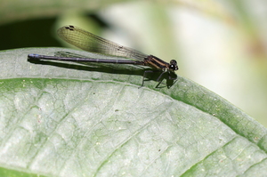 Damselfly - Argia oculata (Oculate Dancer) -- From Carare National Park, Puntarenas Province, Costa Rica. A female.
<a href="https://www.inaturalist.org/observations/106627316">iNaturalist record #106627316</a>