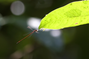 Damselfly - Protoneura amatoria (Crimson Threadtail) -- From Carare National Park, Puntarenas Province, Costa Rica. A feeding male.
<a href="https://www.inaturalist.org/observations/106627313">iNaturalist record #106627313</a>. A species with quite few records in iNaturalist.