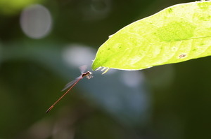 Damselfly - Protoneura amatoria (Crimson Threadtail) -- From Carare National Park, Puntarenas Province, Costa Rica. A feeding male.
<a href="https://www.inaturalist.org/observations/106627313">iNaturalist record #106627313</a>. A species with quite few records in iNaturalist.